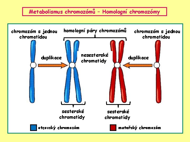 Metabolismus chromozómů – Homologní chromozómy homologní páry chromozómů chromozóm s jednou chromatidou duplikace nesesterské