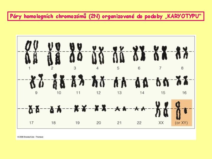 Páry homologních chromozómů (2 N) organizované do podoby „KARYOTYPU“ 