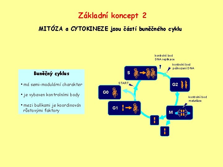 Základní koncept 2 MITÓZA a CYTOKINEZE jsou částí buněčného cyklu kontrolní bod DNA replikace