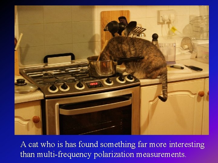 A cat who is has found something far more interesting than multi-frequency polarization measurements.