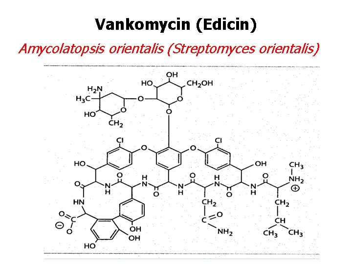 Vankomycin (Edicin) Amycolatopsis orientalis (Streptomyces orientalis) 