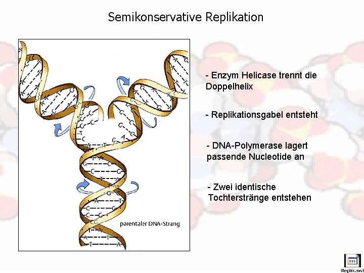 Semikonservative Replikation - Enzym Helicase trennt die Doppelhelix - Replikationsgabel entsteht - DNA-Polymerase lagert