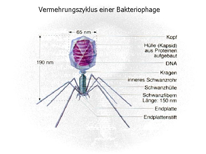 Vermehrungszyklus einer Bakteriophage 