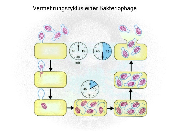 Vermehrungszyklus einer Bakteriophage 