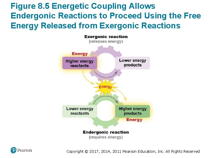 Figure 8. 5 Energetic Coupling Allows Endergonic Reactions to Proceed Using the Free Energy