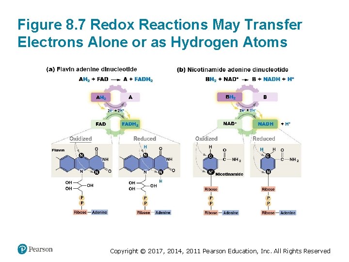 Figure 8. 7 Redox Reactions May Transfer Electrons Alone or as Hydrogen Atoms Copyright