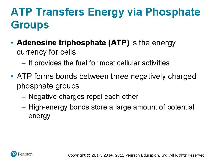 ATP Transfers Energy via Phosphate Groups • Adenosine triphosphate (ATP) is the energy currency