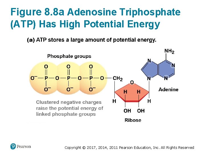 Figure 8. 8 a Adenosine Triphosphate (ATP) Has High Potential Energy Copyright © 2017,