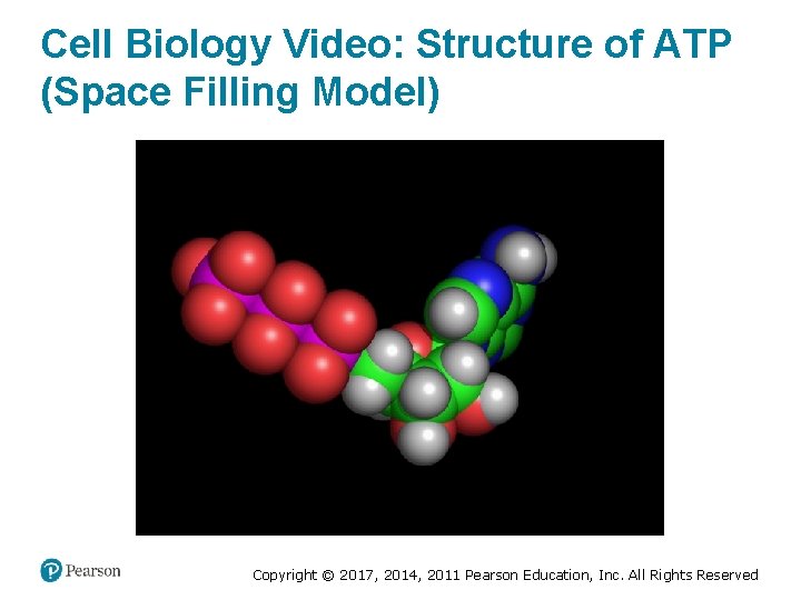 Cell Biology Video: Structure of ATP (Space Filling Model) Copyright © 2017, 2014, 2011