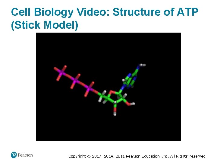 Cell Biology Video: Structure of ATP (Stick Model) Copyright © 2017, 2014, 2011 Pearson