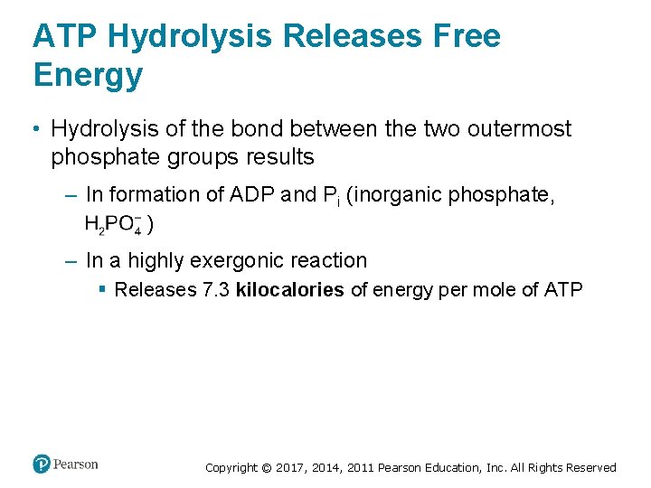 ATP Hydrolysis Releases Free Energy • Hydrolysis of the bond between the two outermost