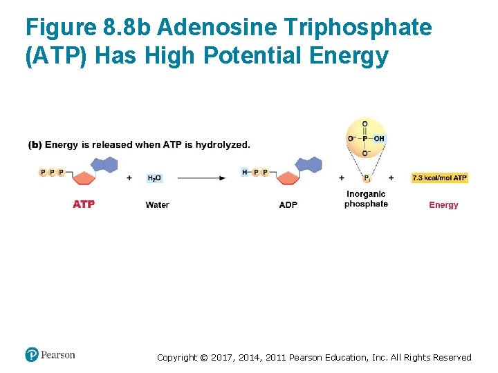 Figure 8. 8 b Adenosine Triphosphate (ATP) Has High Potential Energy Copyright © 2017,
