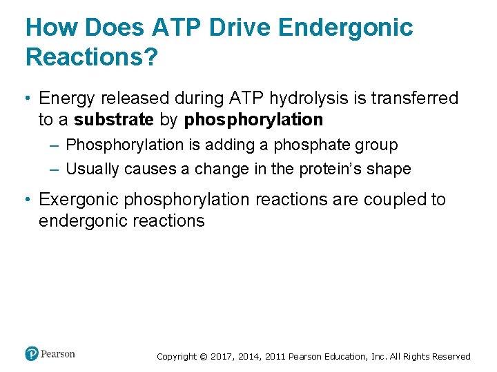 How Does ATP Drive Endergonic Reactions? • Energy released during ATP hydrolysis is transferred