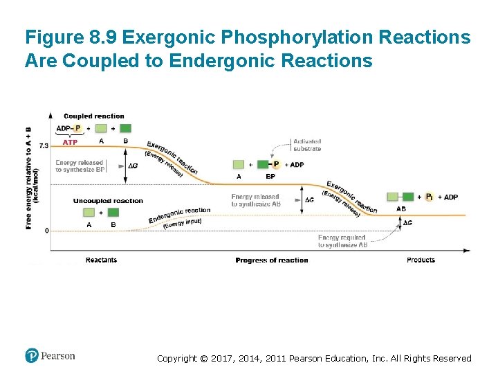 Figure 8. 9 Exergonic Phosphorylation Reactions Are Coupled to Endergonic Reactions Copyright © 2017,