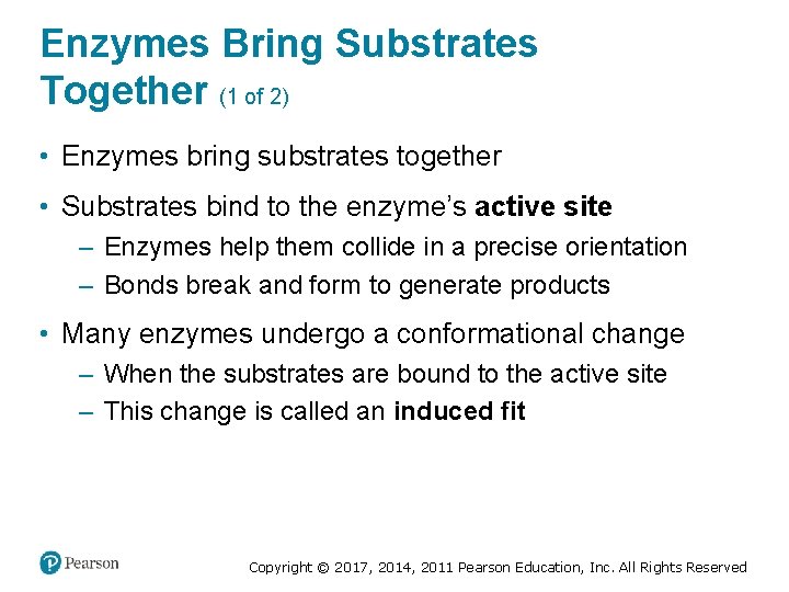 Enzymes Bring Substrates Together (1 of 2) • Enzymes bring substrates together • Substrates