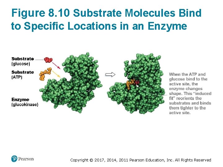 Figure 8. 10 Substrate Molecules Bind to Specific Locations in an Enzyme Copyright ©