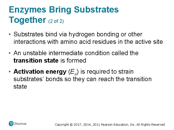 Enzymes Bring Substrates Together (2 of 2) • Substrates bind via hydrogen bonding or