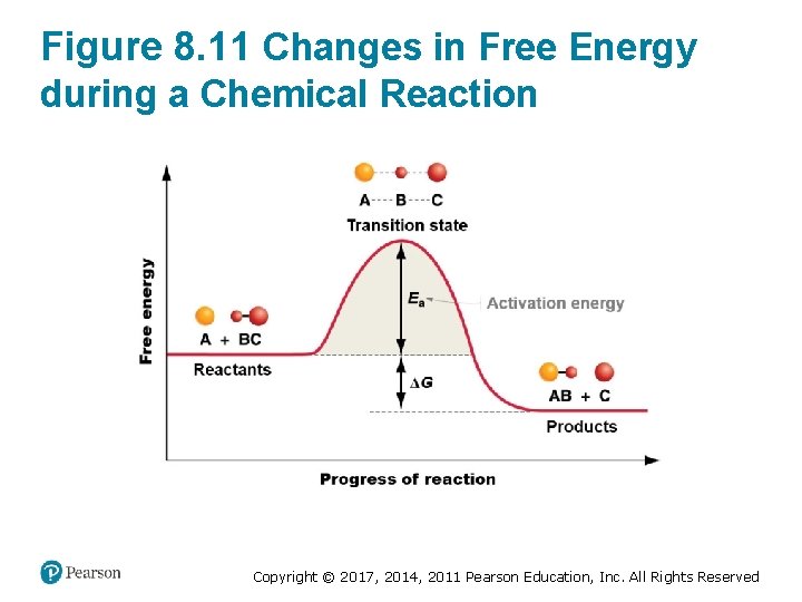 Figure 8. 11 Changes in Free Energy during a Chemical Reaction Copyright © 2017,