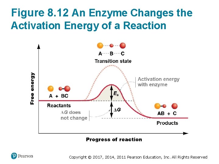 Figure 8. 12 An Enzyme Changes the Activation Energy of a Reaction Copyright ©