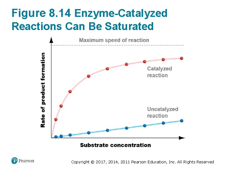 Figure 8. 14 Enzyme-Catalyzed Reactions Can Be Saturated Copyright © 2017, 2014, 2011 Pearson