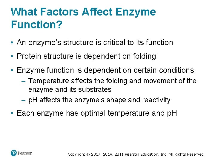 What Factors Affect Enzyme Function? • An enzyme’s structure is critical to its function