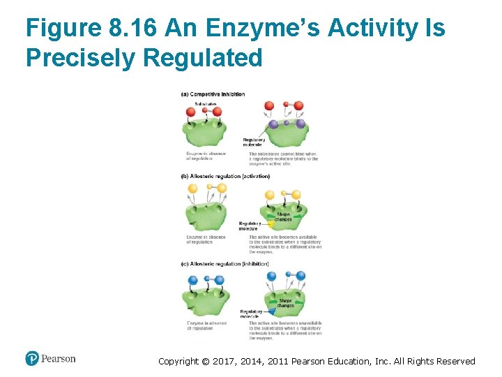 Figure 8. 16 An Enzyme’s Activity Is Precisely Regulated Copyright © 2017, 2014, 2011