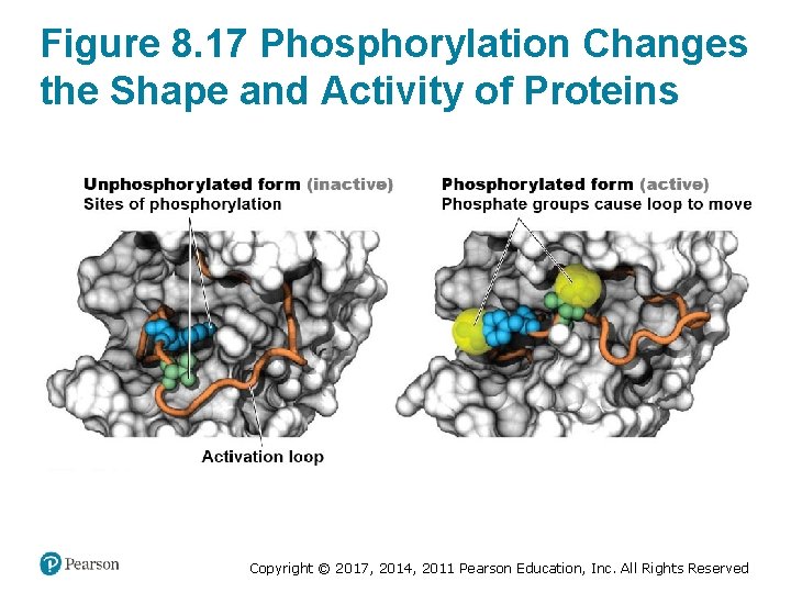 Figure 8. 17 Phosphorylation Changes the Shape and Activity of Proteins Copyright © 2017,