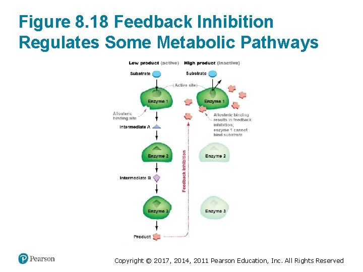 Figure 8. 18 Feedback Inhibition Regulates Some Metabolic Pathways Copyright © 2017, 2014, 2011