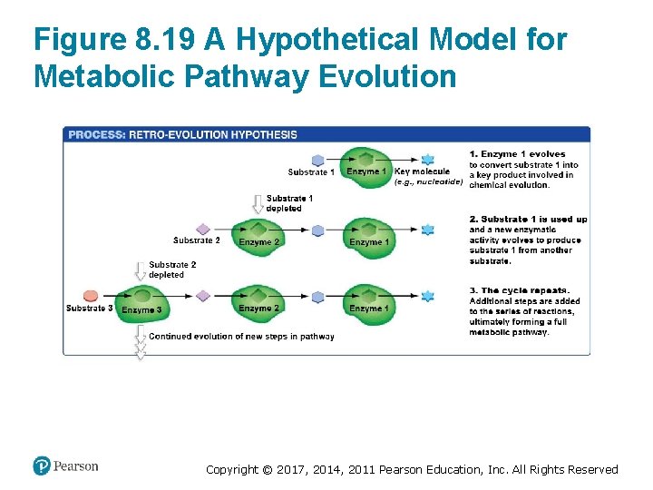 Figure 8. 19 A Hypothetical Model for Metabolic Pathway Evolution Copyright © 2017, 2014,