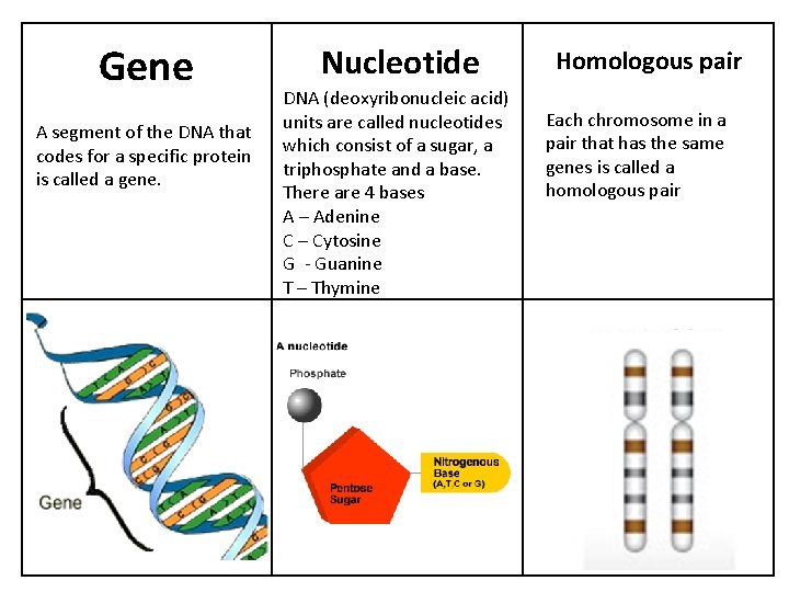 Gene A segment of the DNA that codes for a specific protein is called