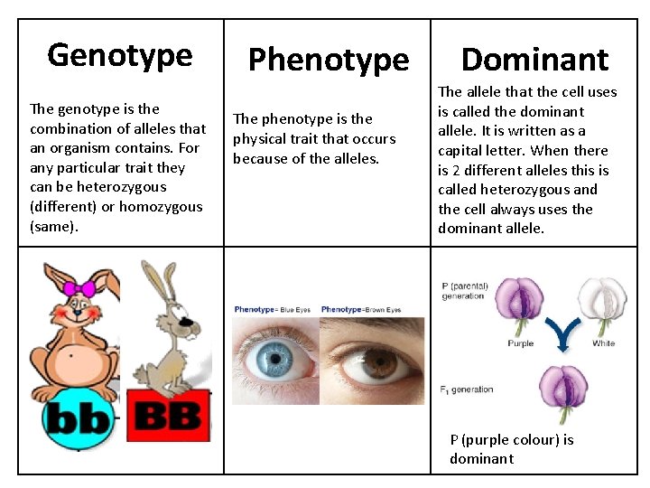 Genotype The genotype is the combination of alleles that an organism contains. For any
