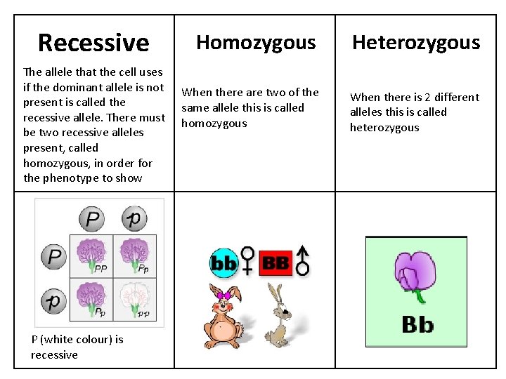 Recessive The allele that the cell uses if the dominant allele is not present