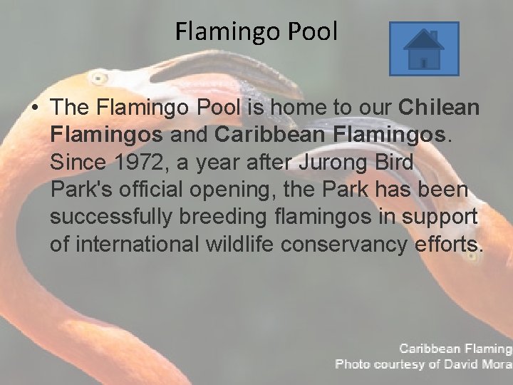 Flamingo Pool • The Flamingo Pool is home to our Chilean Flamingos and Caribbean