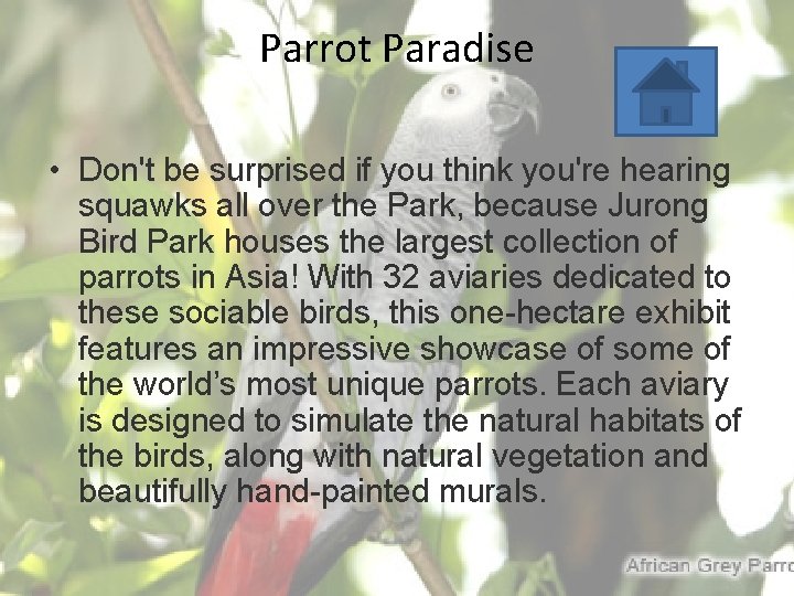 Parrot Paradise • Don't be surprised if you think you're hearing squawks all over