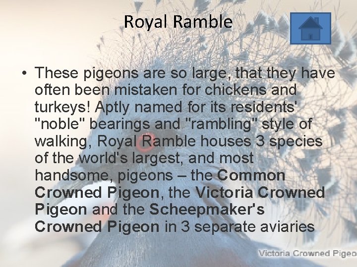 Royal Ramble • These pigeons are so large, that they have often been mistaken