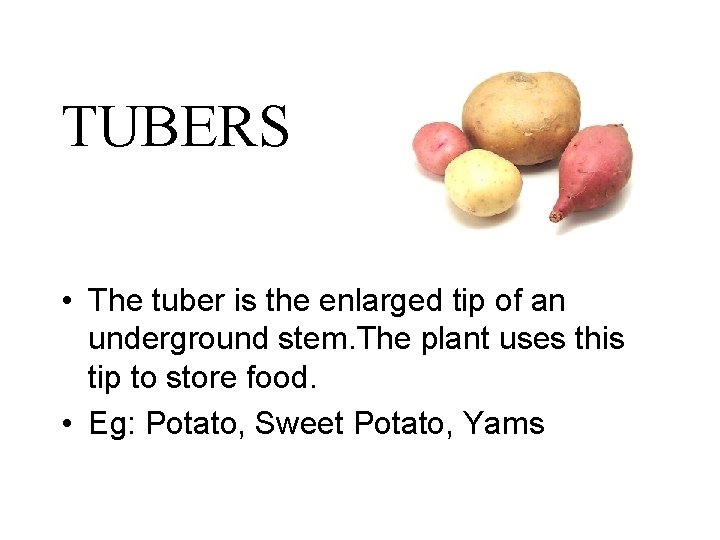 TUBERS • The tuber is the enlarged tip of an underground stem. The plant