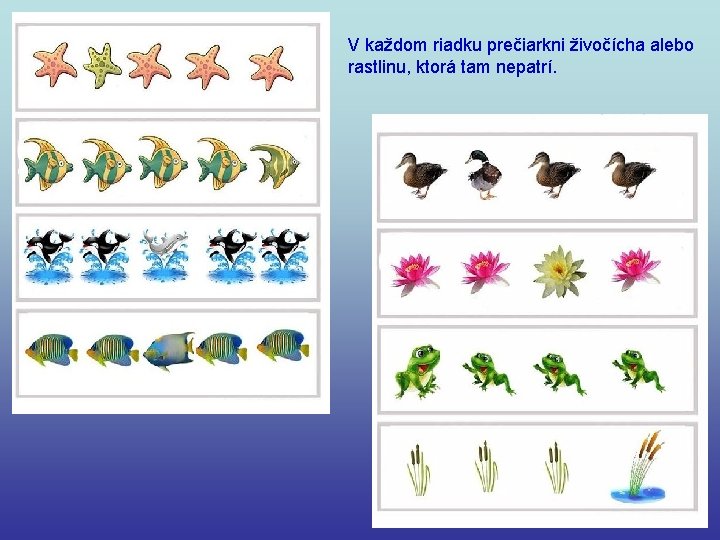 V každom riadku prečiarkni živočícha alebo rastlinu, ktorá tam nepatrí. 