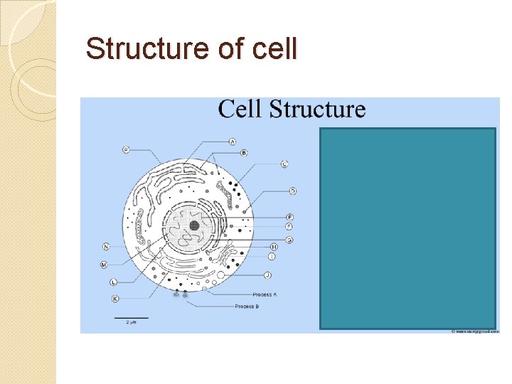 Structure of cell 