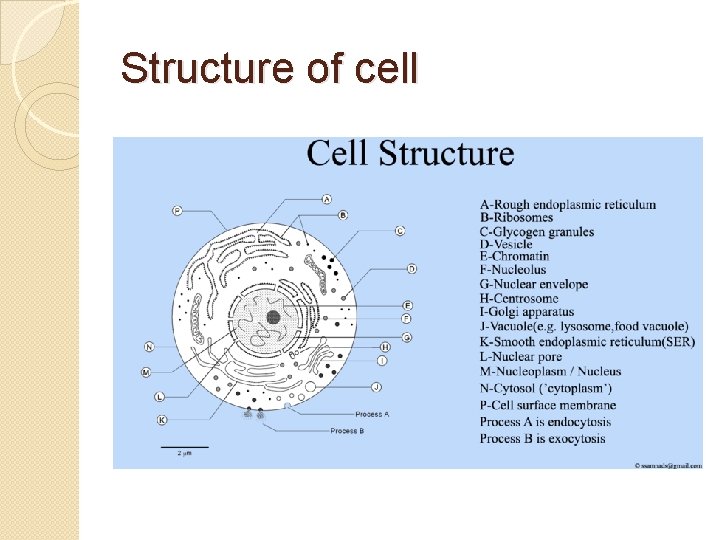 Structure of cell 