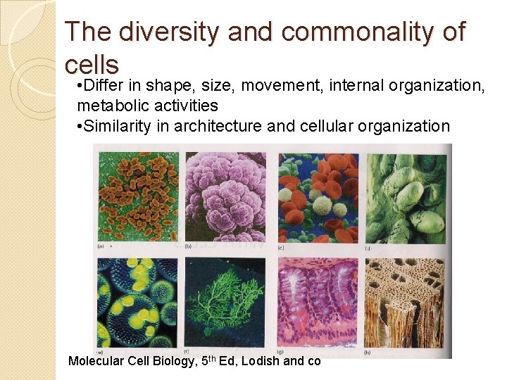 The diversity and commonality of cells • Differ in shape, size, movement, internal organization,