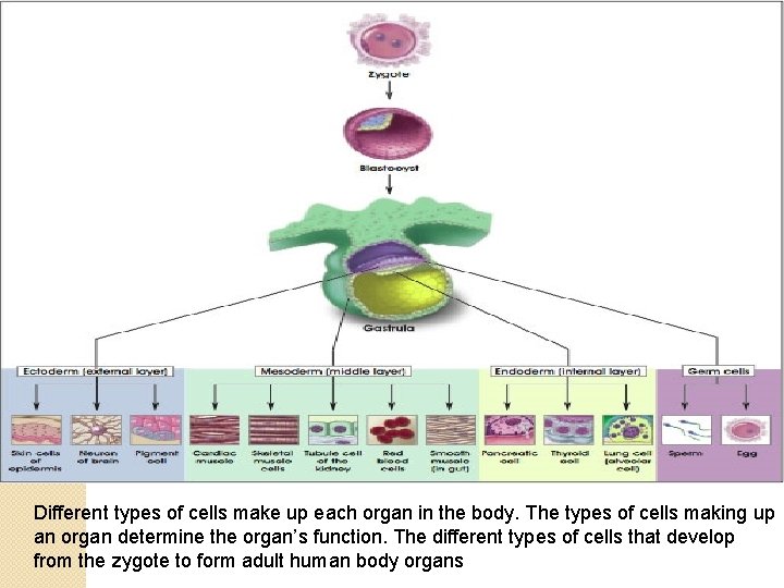 Different types of cells make up each organ in the body. The types of
