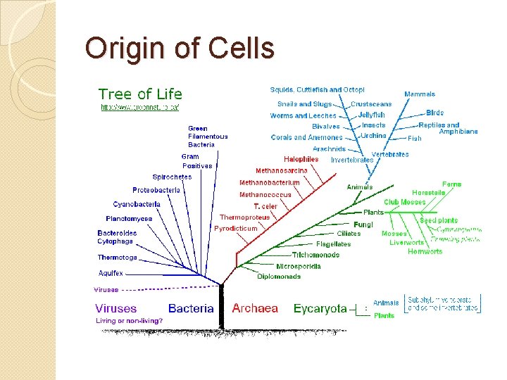 Origin of Cells 