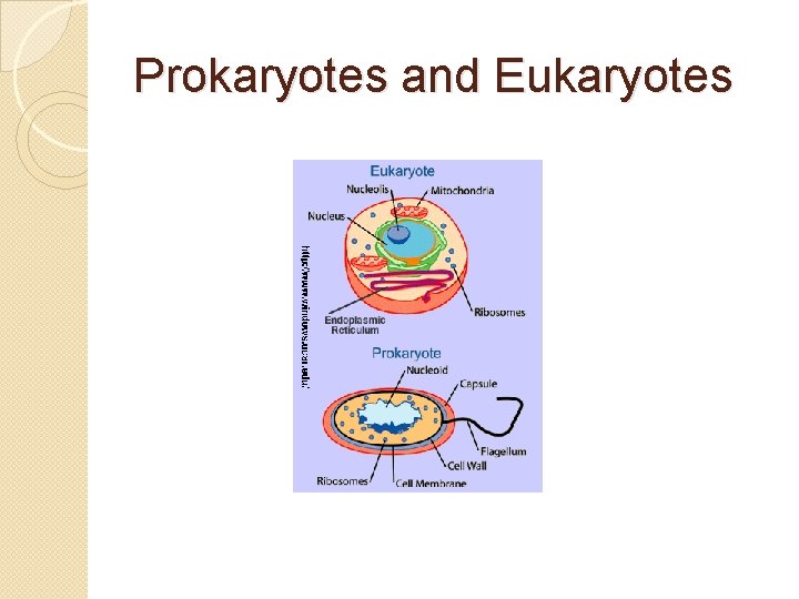 Prokaryotes and Eukaryotes 