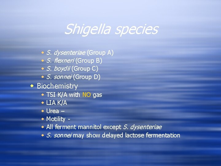 Shigella species w w S. dysenteriae (Group A) S. flexneri (Group B) S. boydii