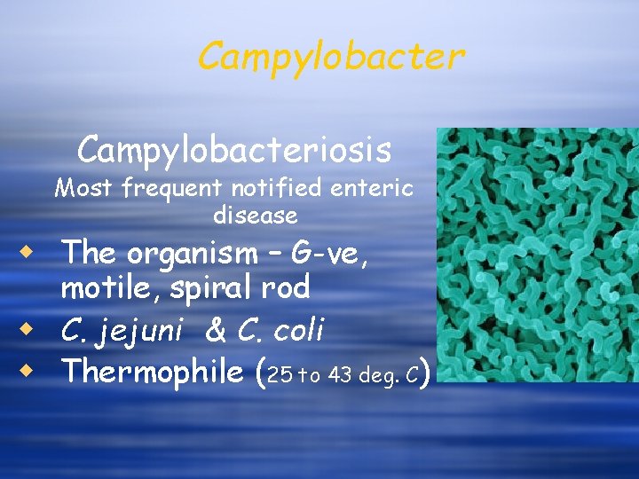 Campylobacteriosis Most frequent notified enteric disease w The organism – G-ve, motile, spiral rod