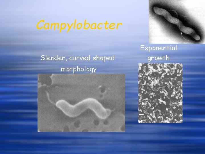 Campylobacter Slender, curved shaped morphology Exponential growth 