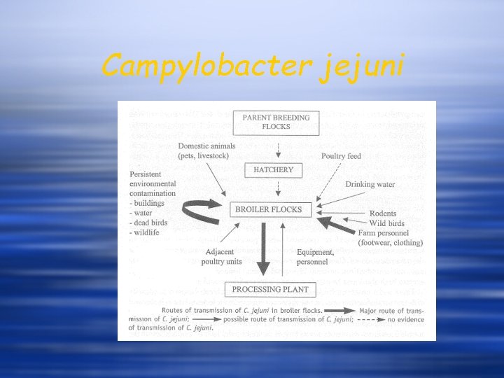Campylobacter jejuni 
