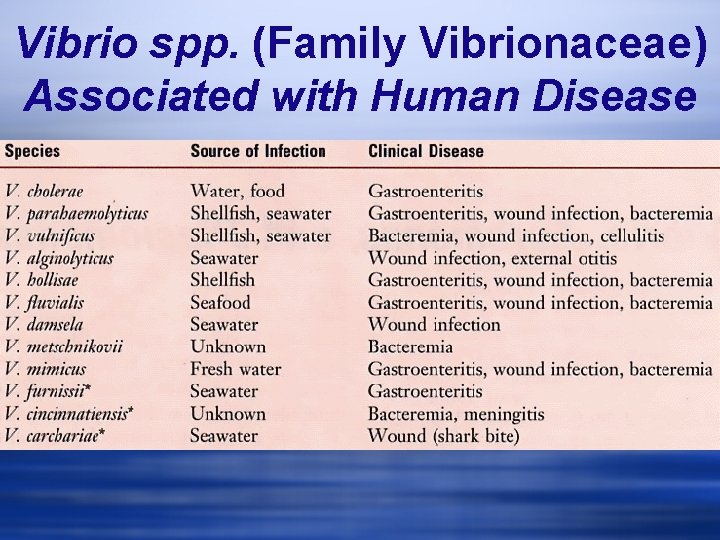 Vibrio spp. (Family Vibrionaceae) Associated with Human Disease 