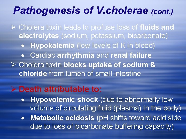 Pathogenesis of V. cholerae (cont. ) Ø Cholera toxin leads to profuse loss of