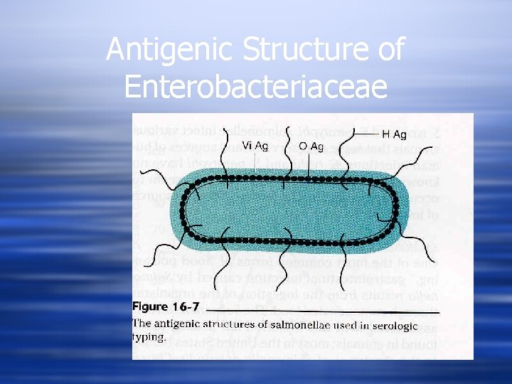 Antigenic Structure of Enterobacteriaceae 